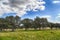 Field of oaks in Toledo countyside