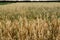 The field of oats