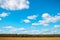 Field oats on a background of forest and sky