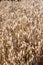 Field of oats closeup