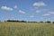 A field of oats under a blue sky