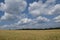 A field of oats under a blue sky