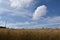 A field of oats under a blue sky