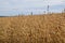 A field of oats under a blue sky