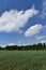 A field of oats under a cloudy sky