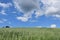 A field of oats under a cloudy sky