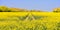 Field of oil-seed rape or canola