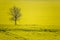 Field of Oilseed Rape in flower in late April