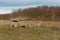 Field with old bunker and birch forest on Pakri Peninsula, Paldiski, Estonia