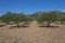 Field of olive trees aligned in Spain Catalonia