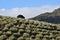 Field of olive trees well aligned with an oak on top of the hill