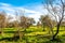 Field of olive trees in winter