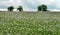 Field of Opium poppies