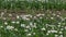 Field of opium poppies growing in tasmania, australia