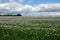 Field of opium poppies, Hampshire