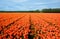 Field of orange blooming tulip flowers in Holland