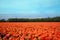 Field of orange blooming tulip flowers in Holland