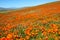 Field of orange California Poppies