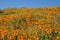 Field of orange California Poppies in full bloom with fiddlehead wildflowers in Antelope Valley Poppy Reserve