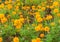 Field of orange carnations in close up