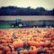 A field of orange pumpkins at a farm with a tractor