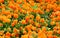 Field of orange spring fpansies