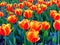 A field of orange tulips blooming