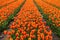 Field of orange tulips flowers.