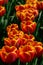 Field of orange tulips in Holland , spring time colourful flowers