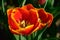 Field of orange tulips in Holland , spring time colourful flowers