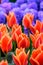 Field of orange tulips in Holland , spring time colourful flowers