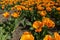 Field of orange tulips in the North of the Netherlands