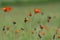 Field of orange wildflowers