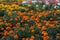 Field of orange and yellow flowers, marigolds in the garden in summer