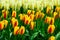 Field of orange yellow tulips in Holland , spring time colourful flowers