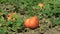 Field with organic pumpkin Cucurbita pepo bio crops before harvesting, orange gourds agriculture and farming, natural