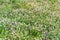 A field overgrown with clover and herbs