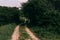 field overgrown grass winding dirt road sunny day