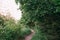 field overgrown grass winding dirt road sunny day