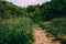 field overgrown grass winding dirt road sunny day