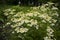 Field overgrown with wild-growing daisies in central Russia