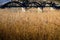 Field of pampas grass and a bridge in Piedmont, Italy