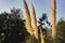 A field of pampas herb