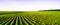 Field panorama farming