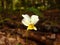 Field pansy in summer forest