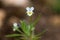 Field pansy & x28;Viola arvensis& x29; plant in flower