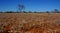 Field of Paper Daisies in the Australian Desert