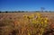 Field of Paper Daisies in the Australian Desert