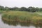 Field of Papyrus in the pool