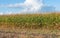 Field with partially harvested fodder maize